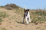 FOX TERRIER POIL LISSE 094